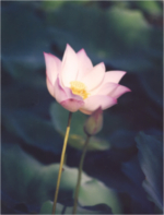 Fleur